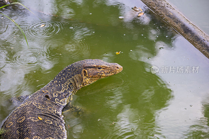 亚洲水监测器，Varanus salvator，在曼谷一个公园的一个湖前